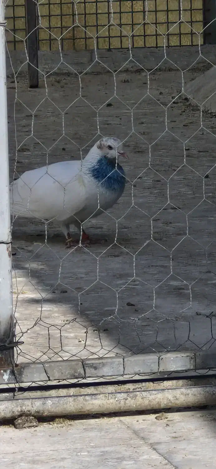 کفترتیرماه|پرنده|جوادآباد, |دیوار