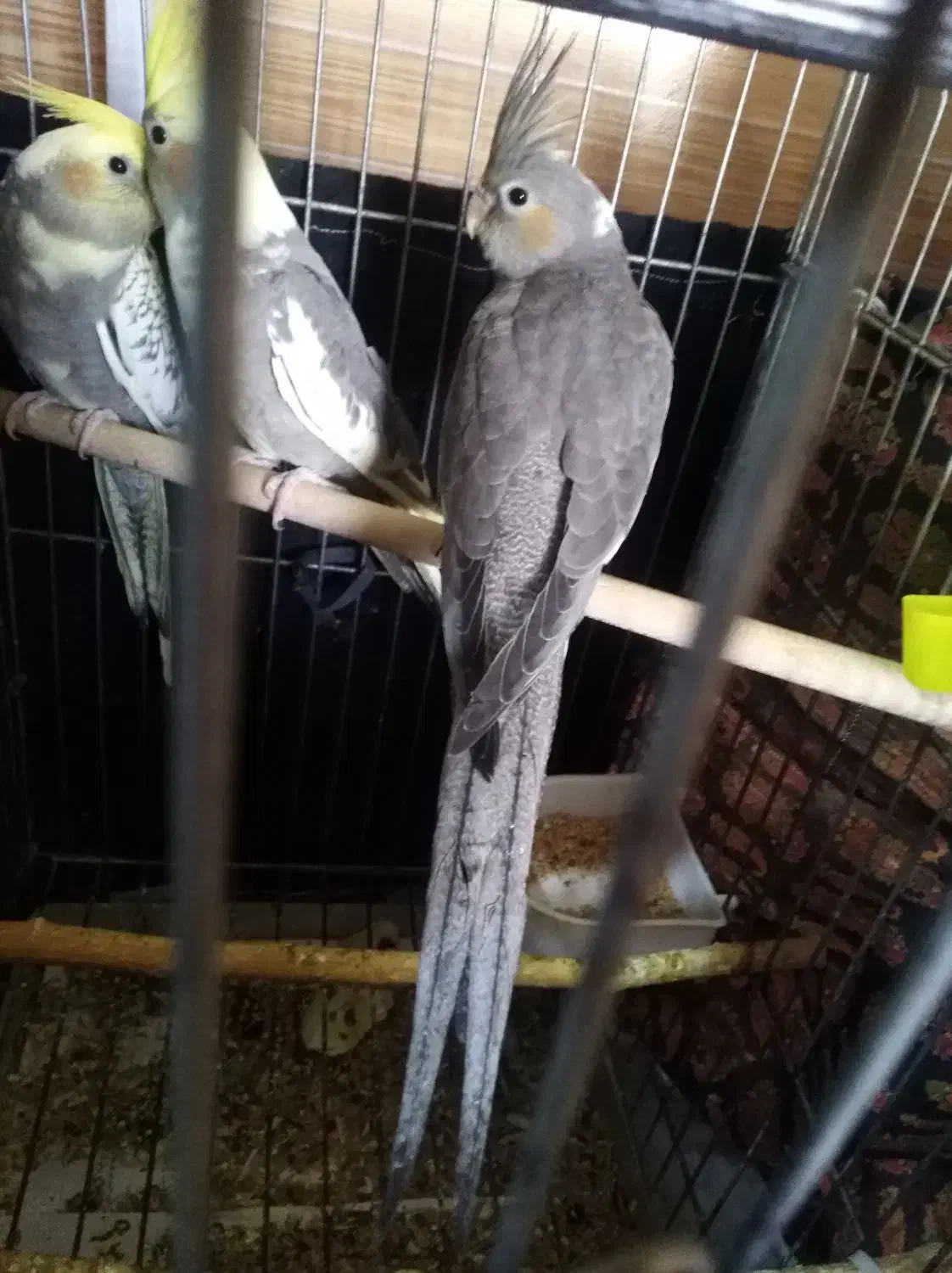 فروش عروس هلندی دو ماه|پرنده|شیراز, محراب|دیوار