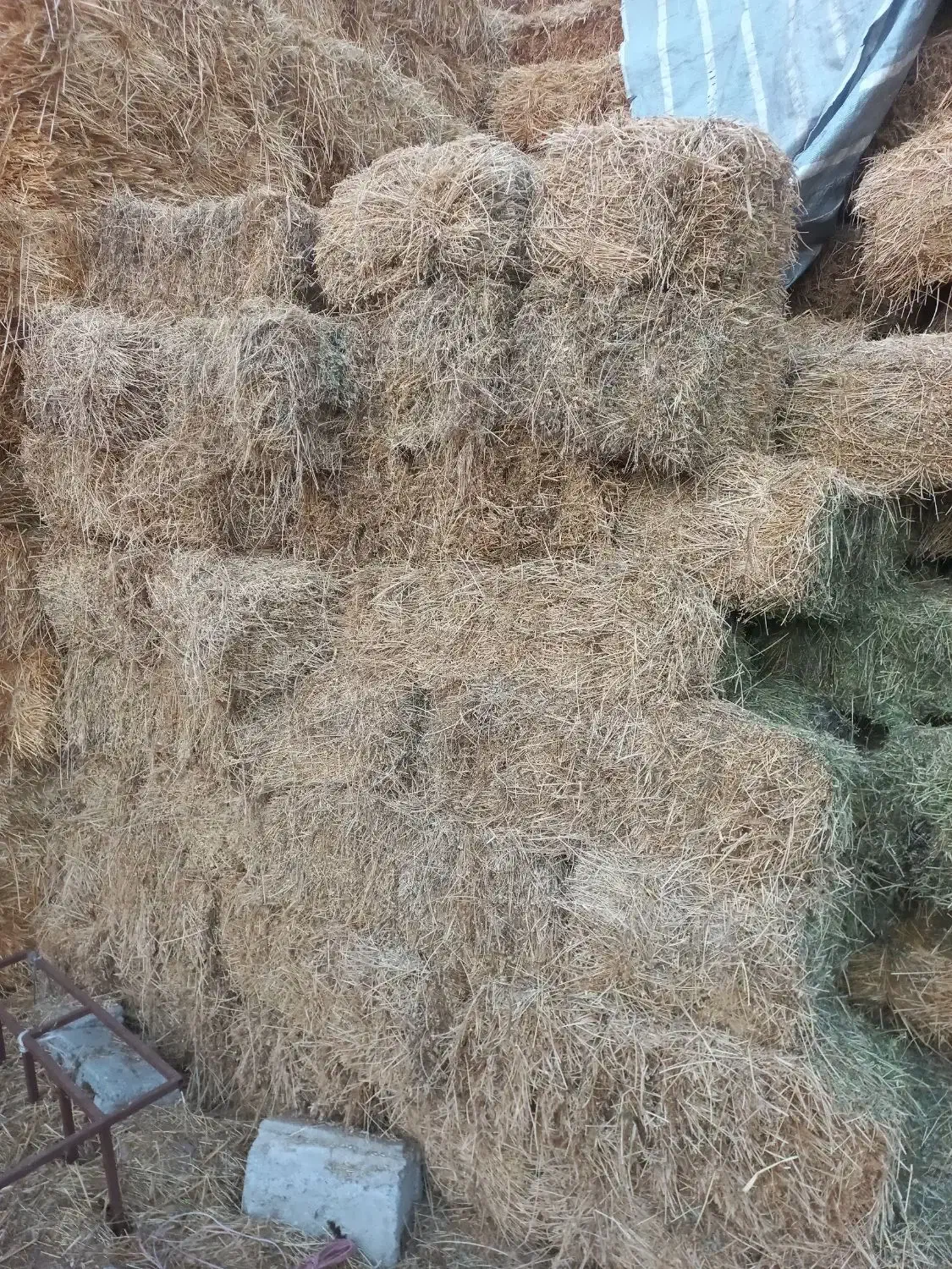 یونجه چین اول کلش گندم ۱۰۰خروار|لوازم جانبی حیوانات|مشگین شهر, |دیوار