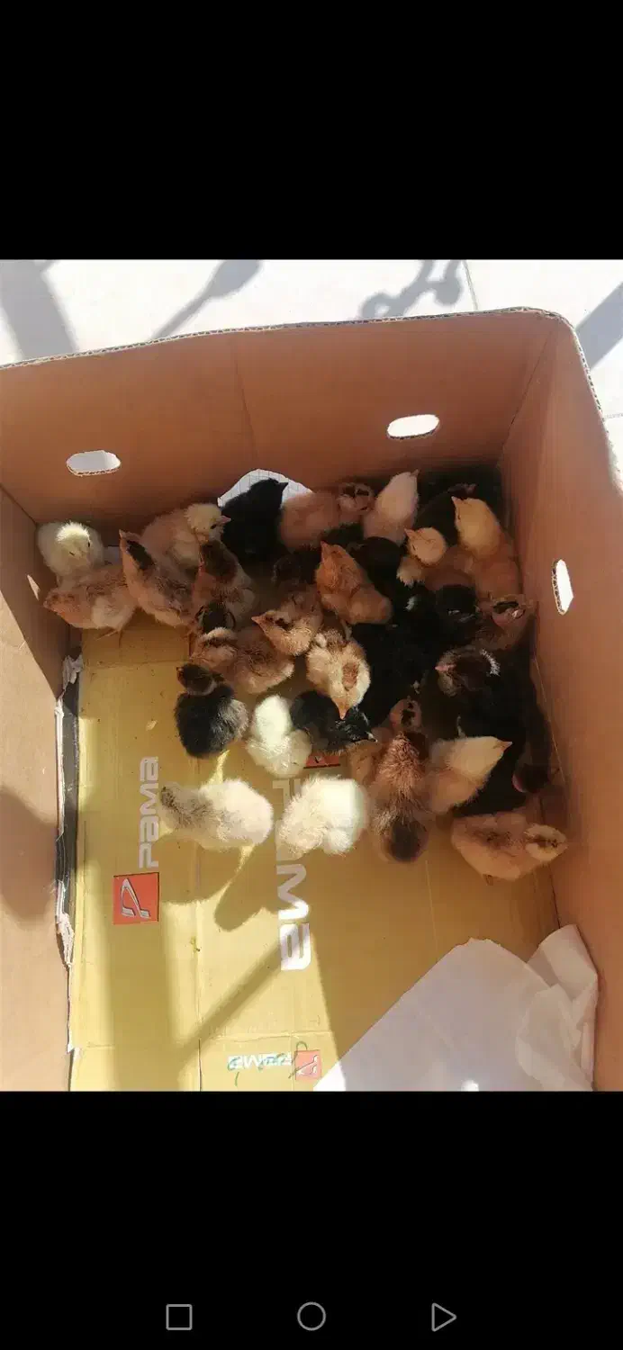 جوجه 7 روزه|حیوانات مزرعه|گتاب, |دیوار