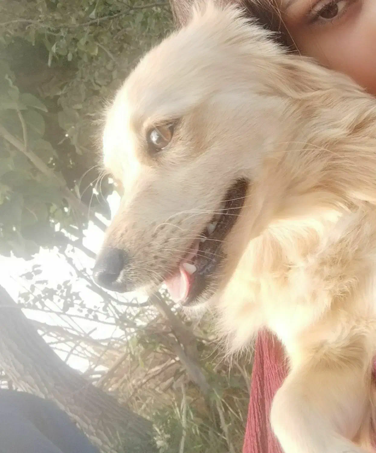 گمشده|حیوانات|اسفراین, |دیوار