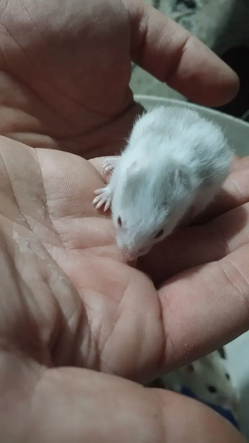 همستر های بازیگوش و سرحال|موش و خرگوش|رشت, یخسازی|دیوار