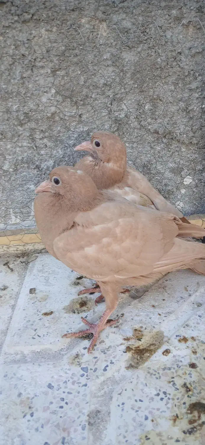 جوجه زرد کرمونی پاک|پرنده|تربت‌حیدریه, پایانه مسافربری تربت حیدریه|دیوار