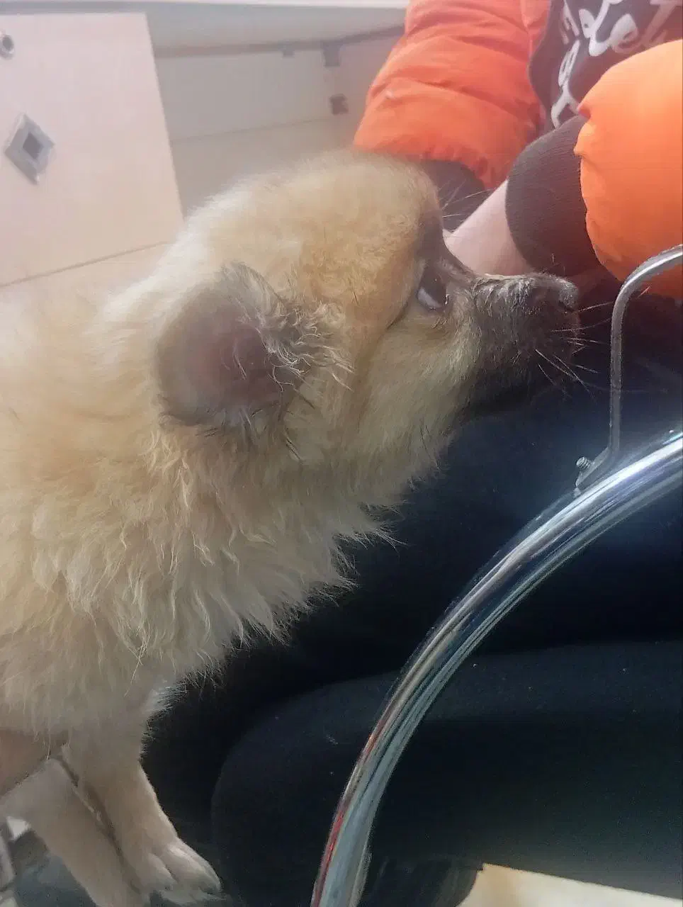 سگ پامر|سگ|ری, سرتخت|دیوار