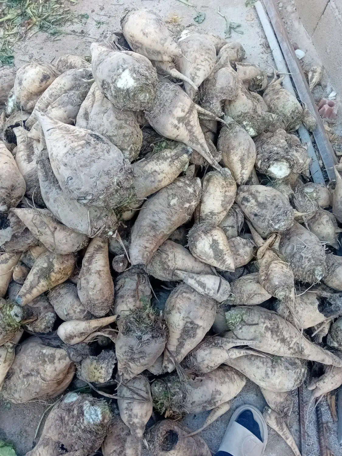 چغندر|خدمات باغبانی و درختکاری|آشخانه, |دیوار