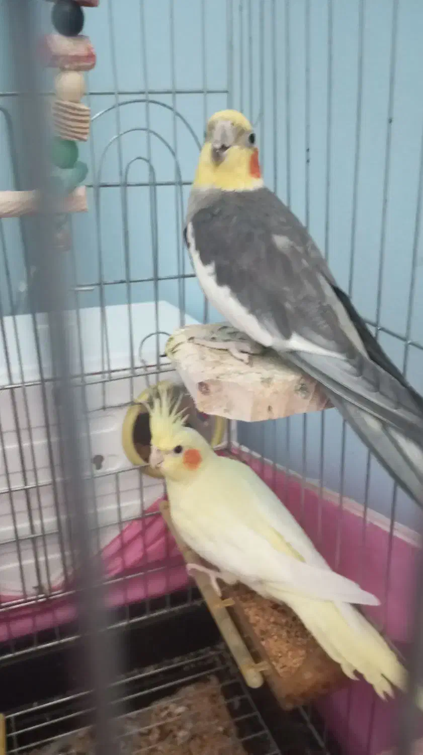 عروس هلندی جفتی و تکی|پرنده|لوندویل, |دیوار