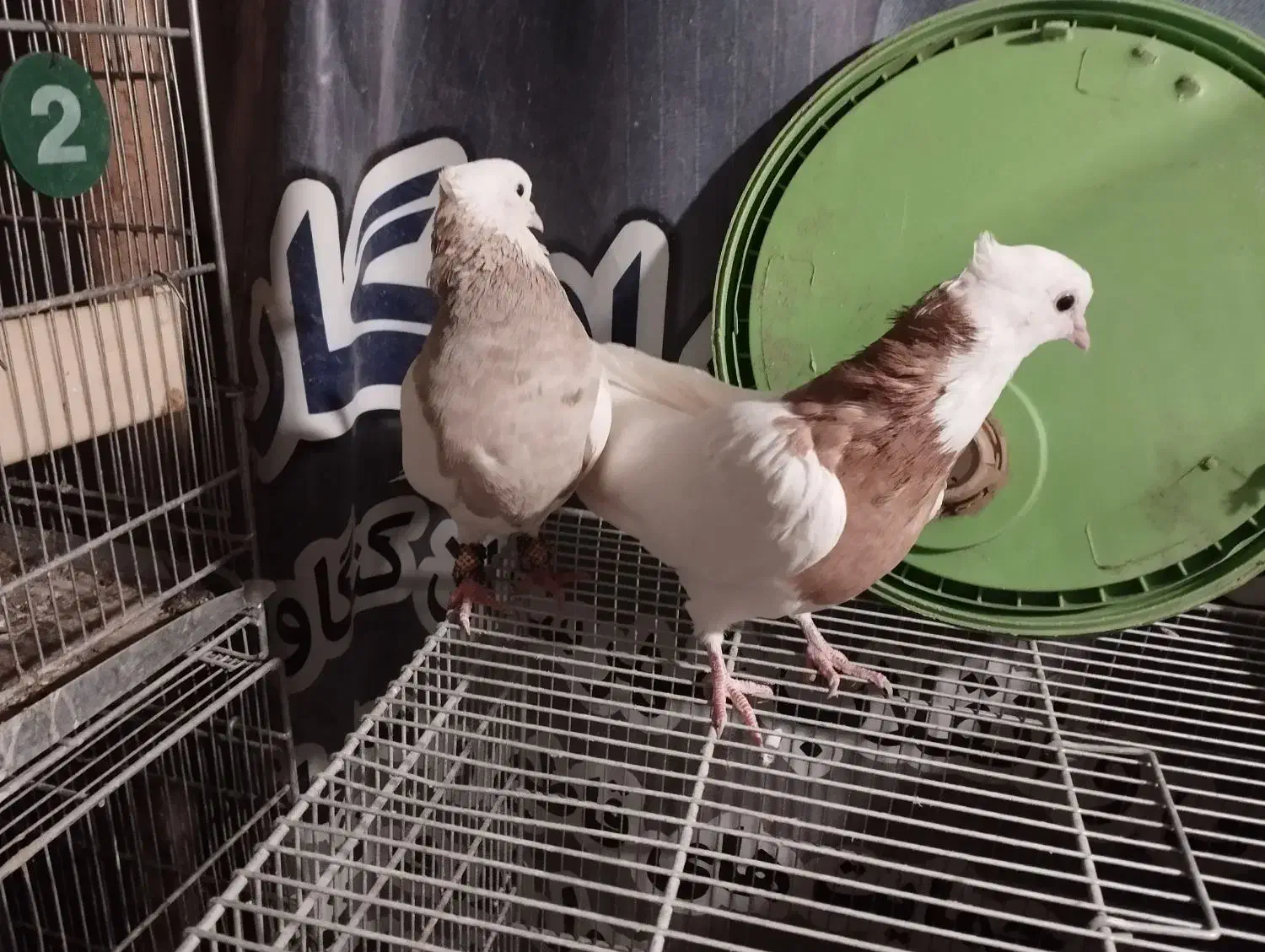 طوقی|پرنده|کنگاور, |دیوار