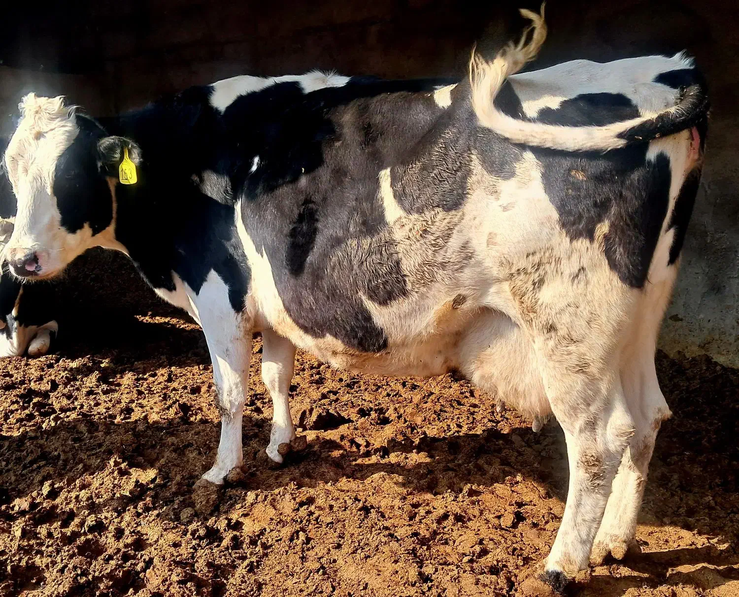 گاو|حیوانات مزرعه|مشهد, توس (بلوار توس)|دیوار