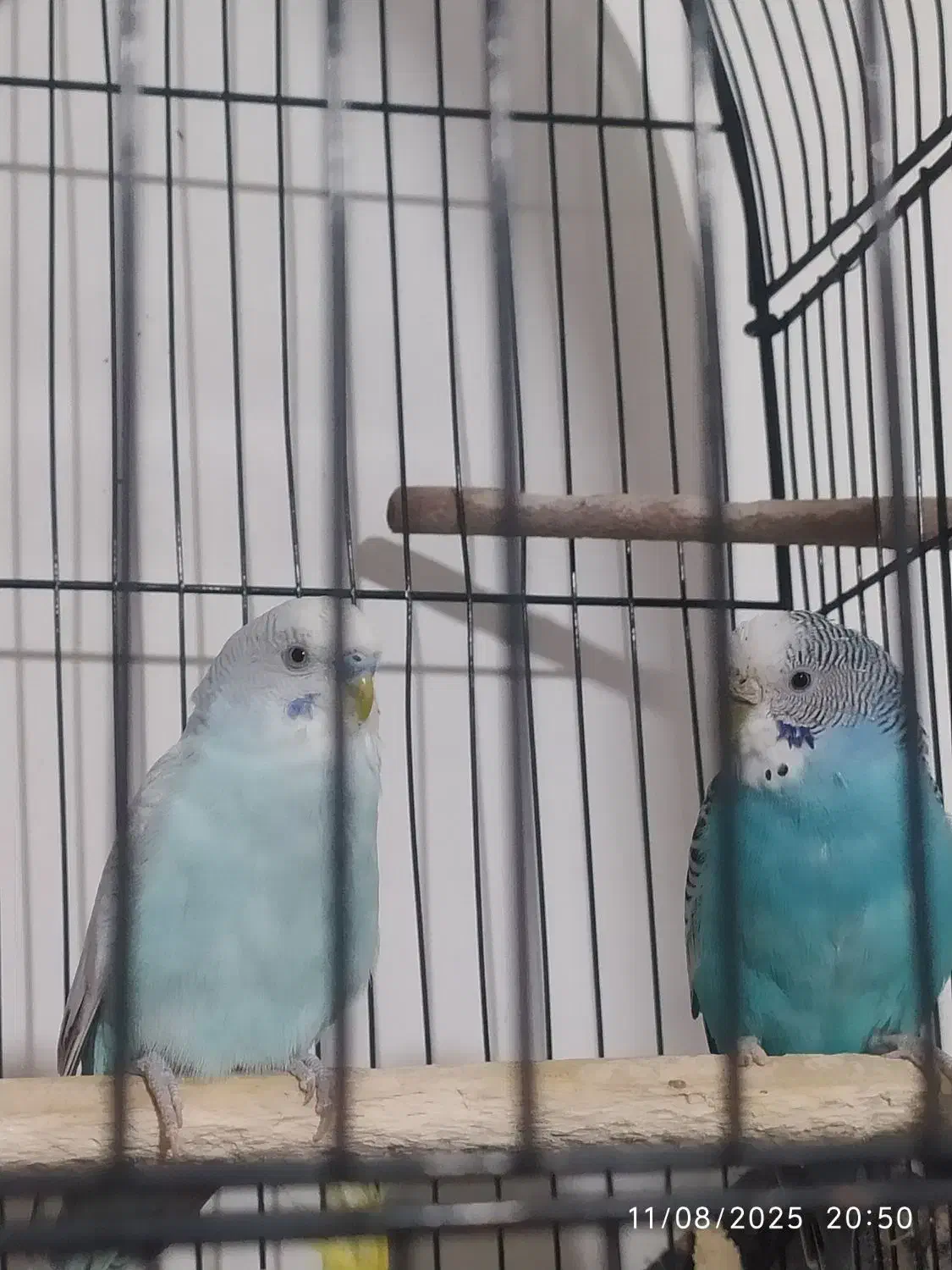 مرغ عشق|پرنده|رشت, جانبازان|دیوار