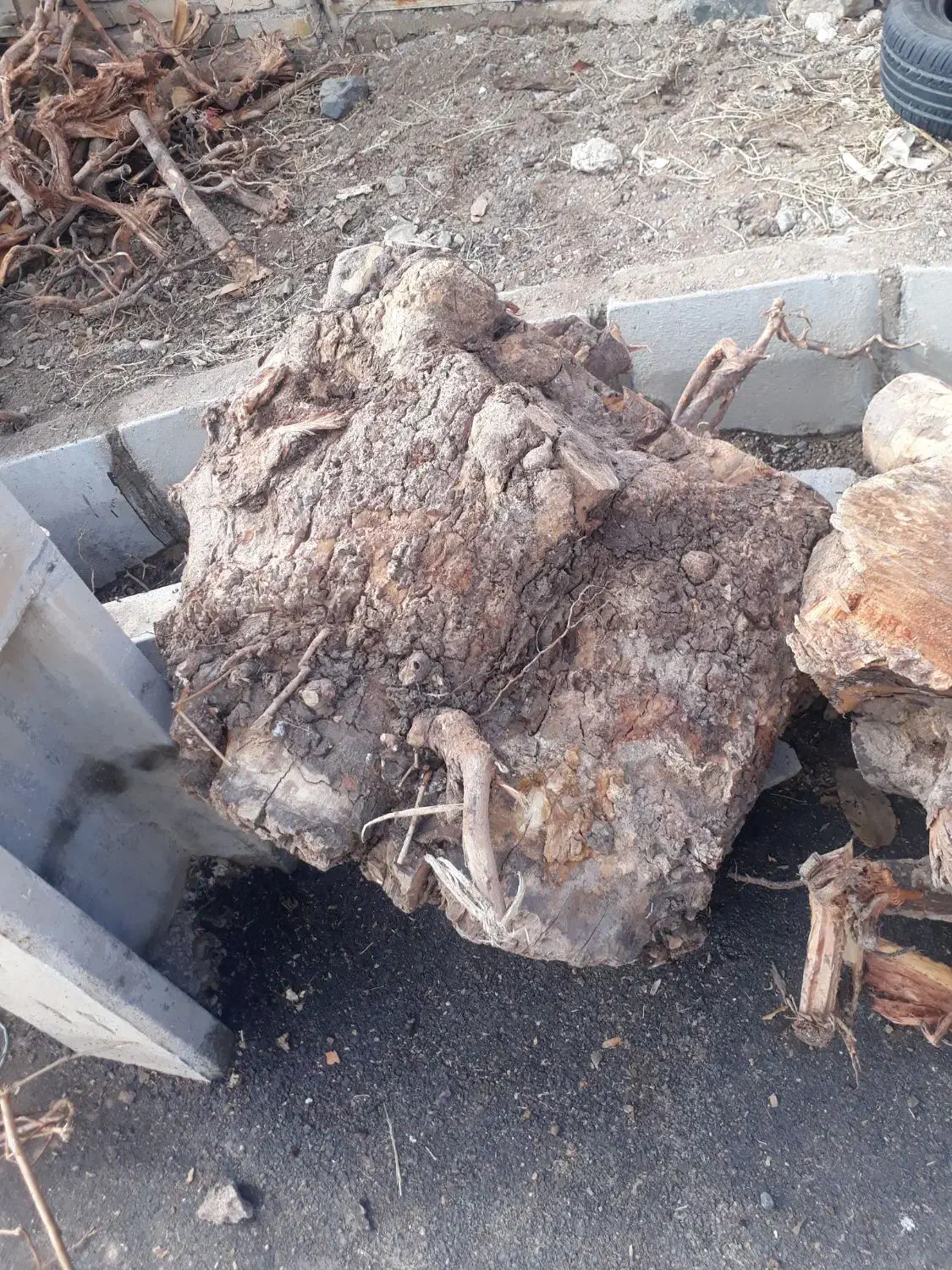 ریشه و چوب|گل و گیاه طبیعی|قزوین, |دیوار