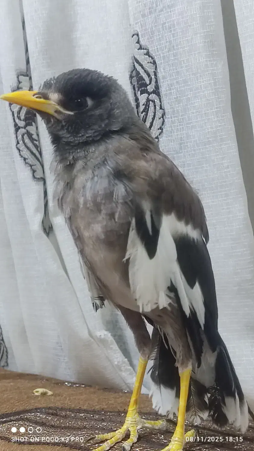 مرغ مینا|پرنده|بم, |دیوار