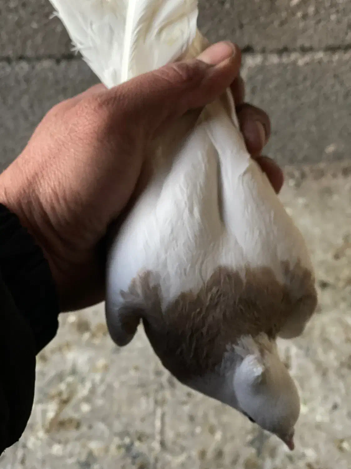 کبوتر|پرنده|محمدیه-قزوین, |دیوار