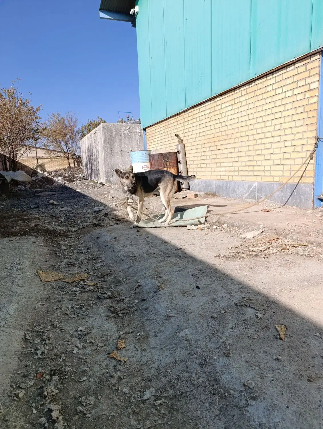 فروش سگ نگهبان|سگ|فرمهین, |دیوار