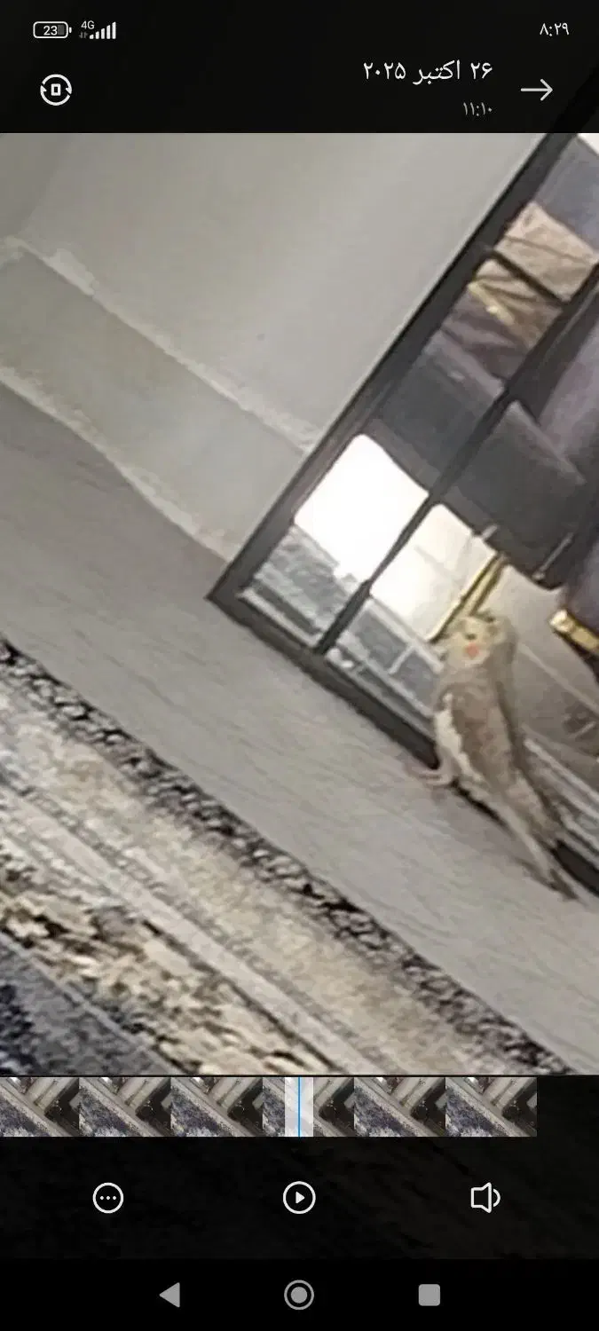 این عروس هلندی گمشده|حیوانات|فسا, |دیوار