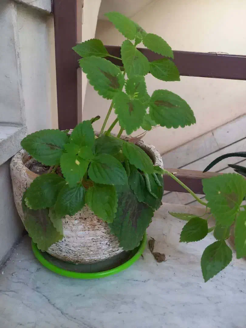 گل های زیبا|گل و گیاه طبیعی|فردیس, خیام شرقی|دیوار