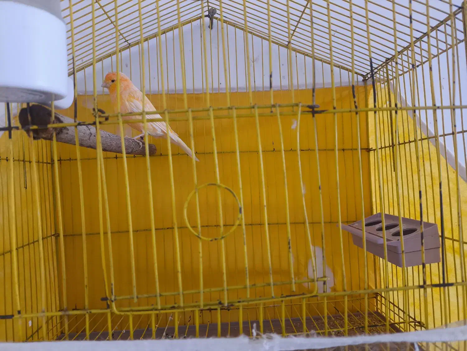 قناری پرتقالی|پرنده|بم, |دیوار