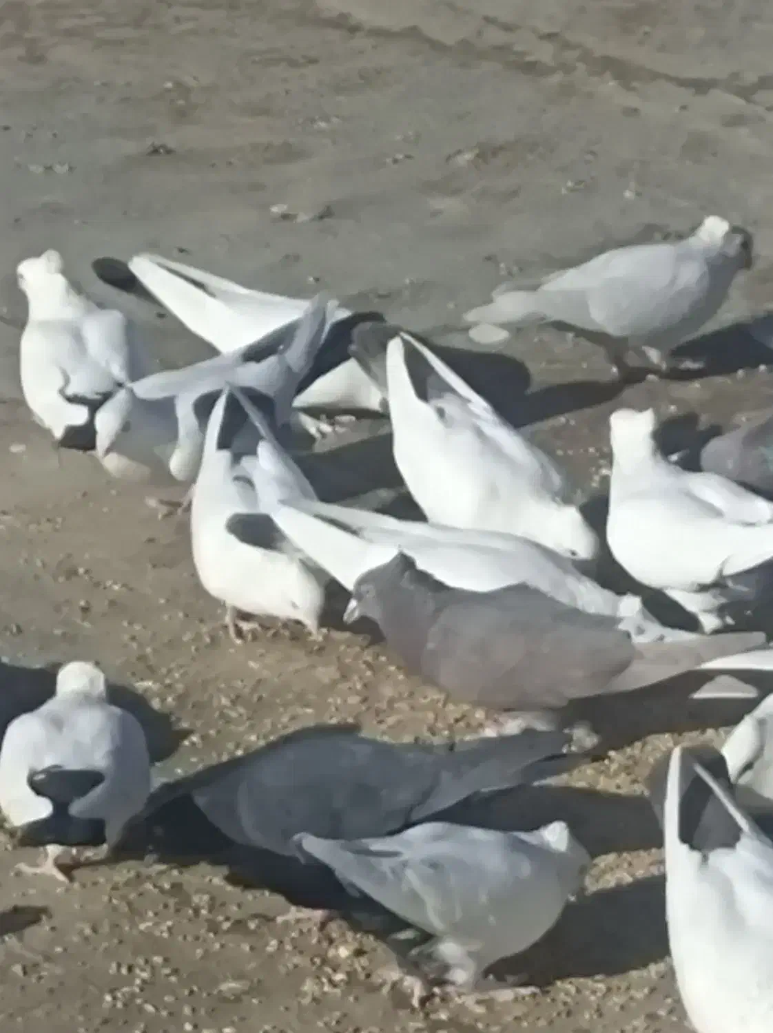 کبوترنقشی|پرنده|اصفهان, قلعه جوم|دیوار