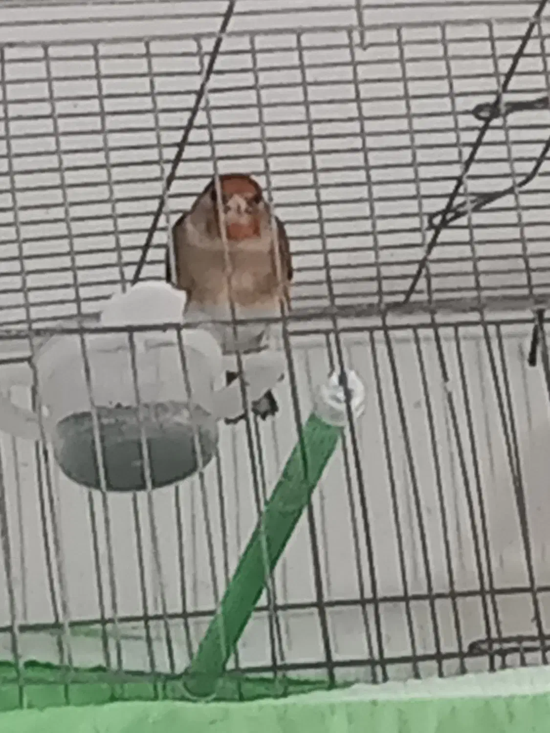 سهره قناری نر|پرنده|اردبیل, |دیوار