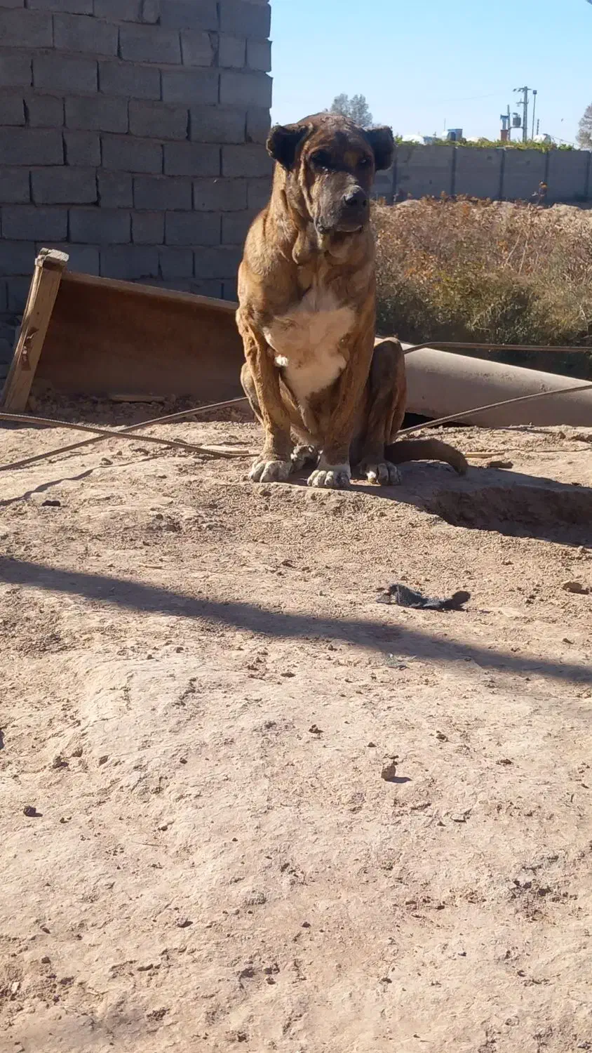 سگ خراسانی|سگ|سیرجان, |دیوار