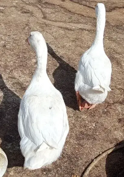 یک جفت قوغاز بالغ|حیوانات مزرعه|زهک, |دیوار