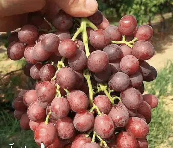 ارائه نهال انگورکریسمون پربار و شیرین|خدمات باغبانی و درختکاری|درب گنبد, |دیوار