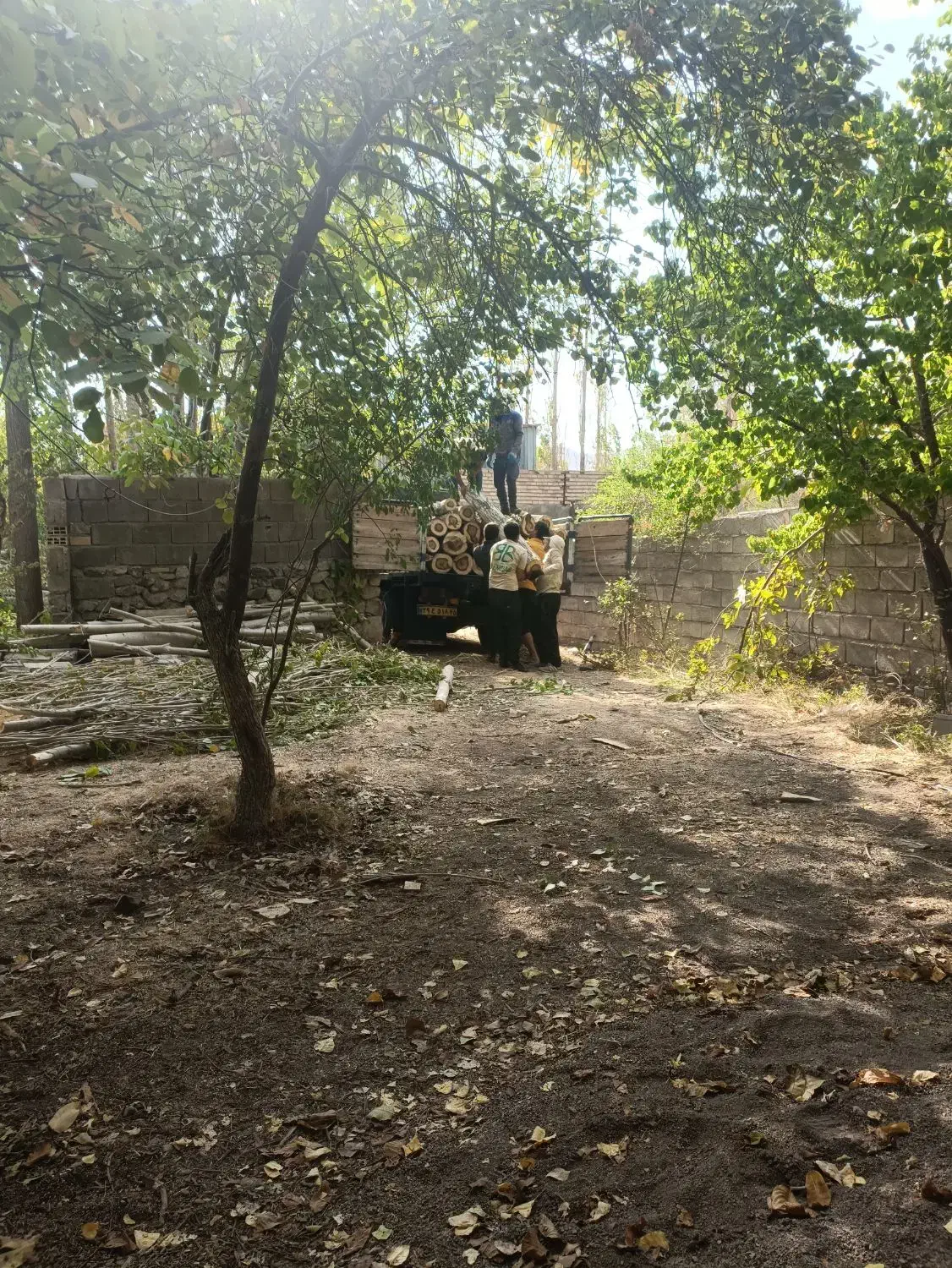 خرید انواع چوب|خدمات باغبانی و درختکاری|جیرفت, |دیوار