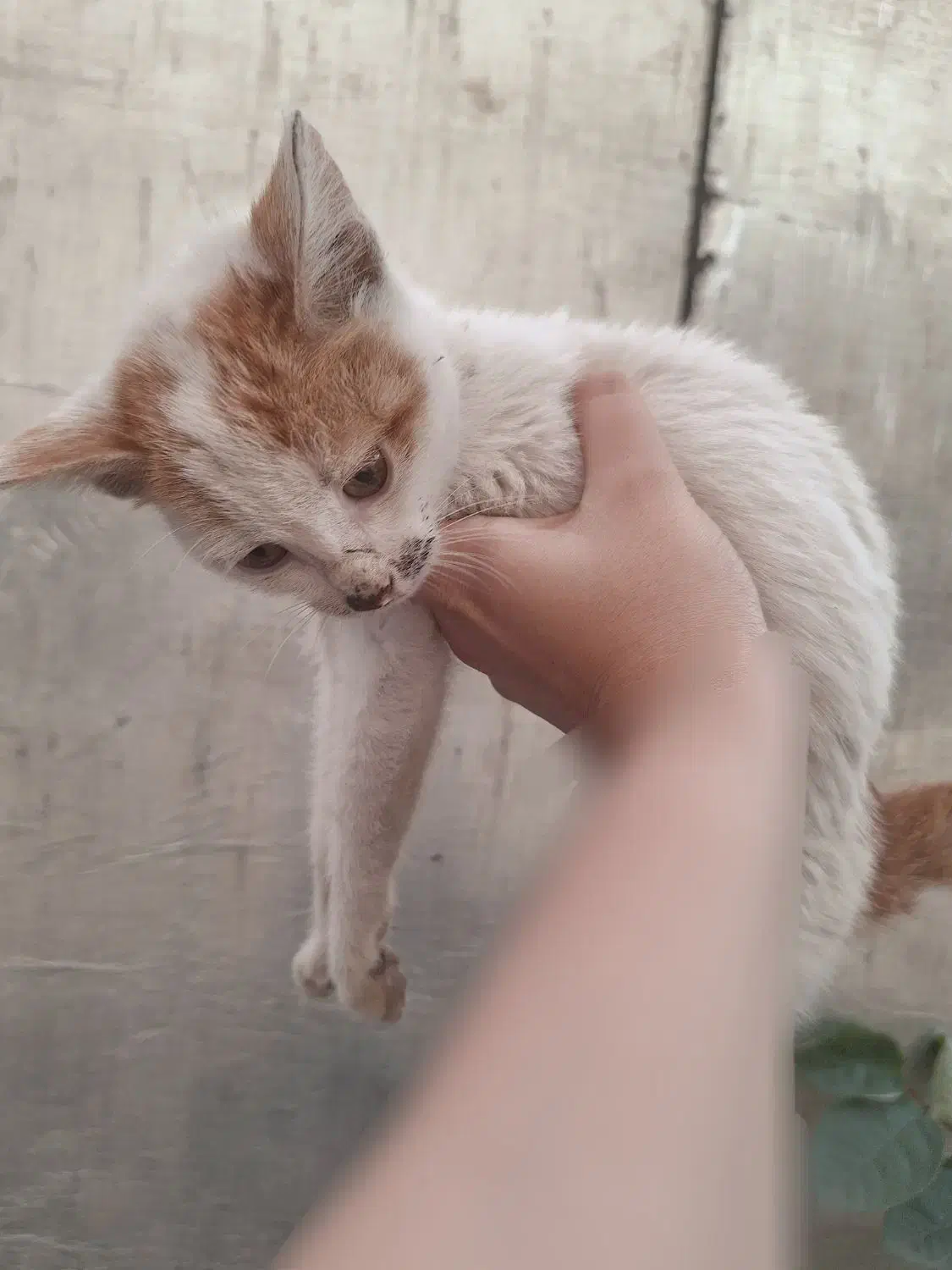 بچه گربه|گربه|سیاهکل, |دیوار