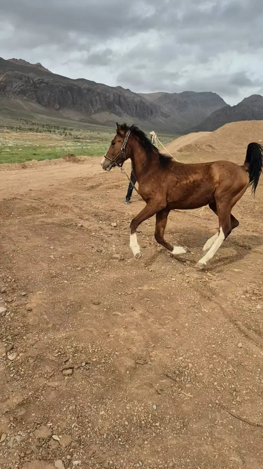 اسب|اسب و تجهیزات اسبسواری|سمیرم, |دیوار