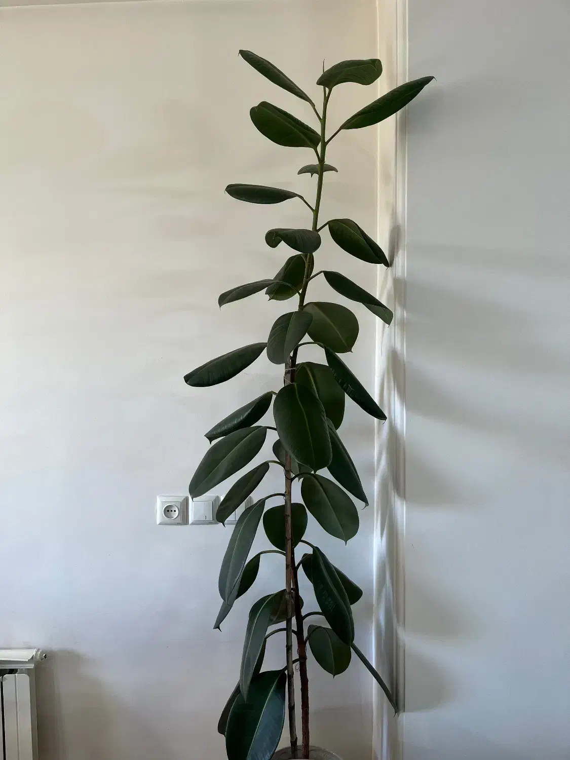 گل فیکوس سبز|گل و گیاه طبیعی|ساری, |دیوار