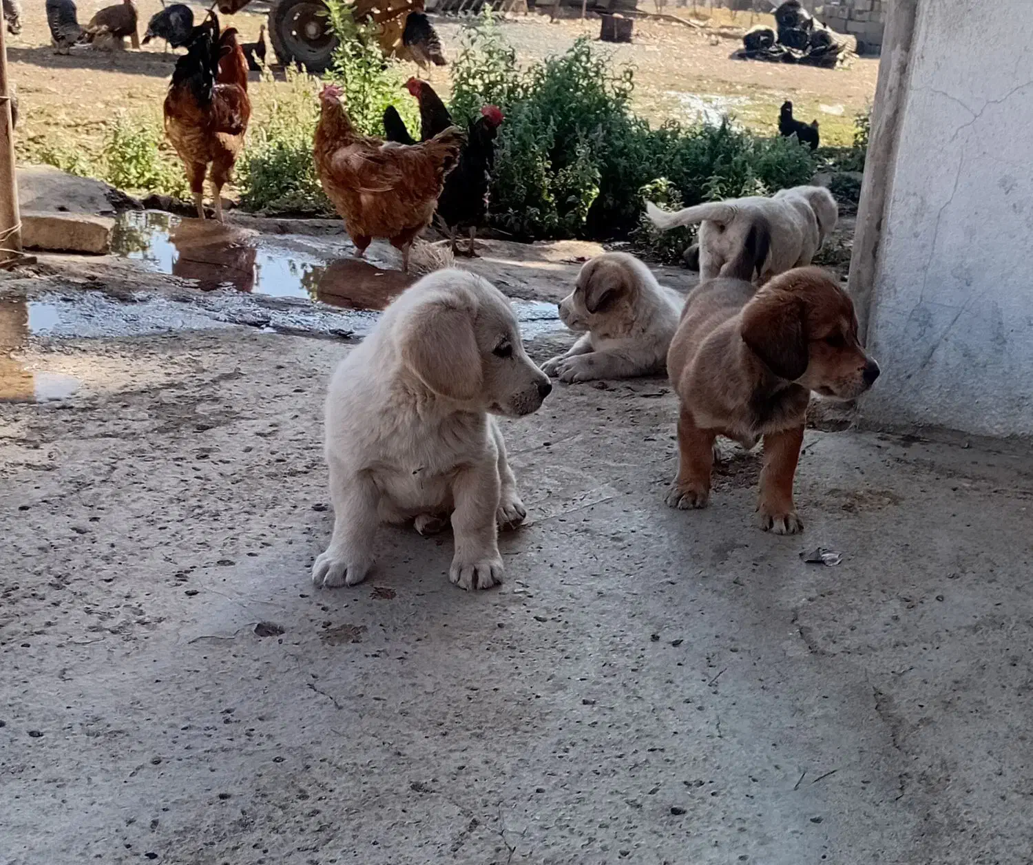 توله سگ پا کوتاه|سگ|کرمانشاه, |دیوار