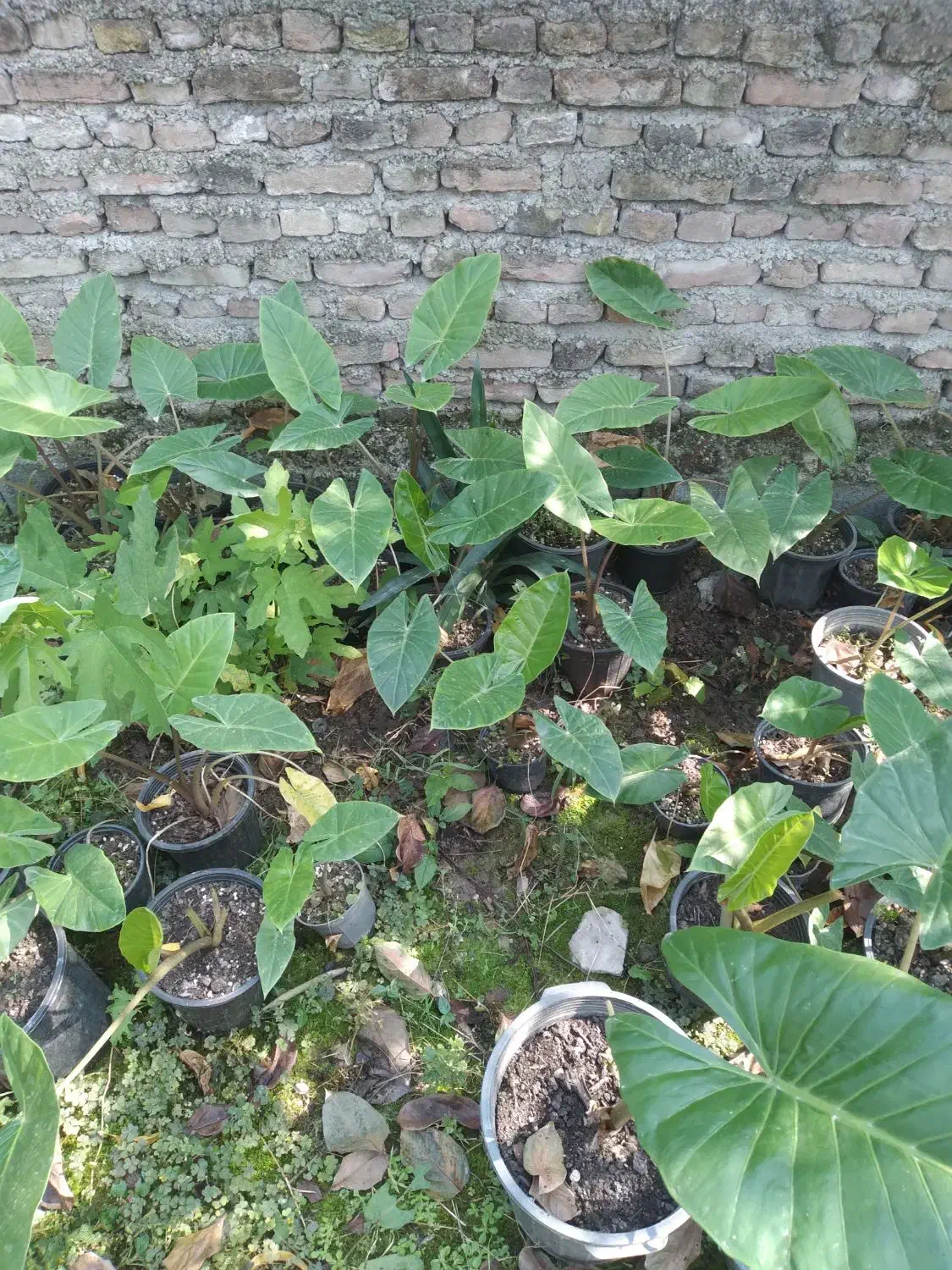 فروش گل بابادم|گل و گیاه طبیعی|خوشرودپی, |دیوار