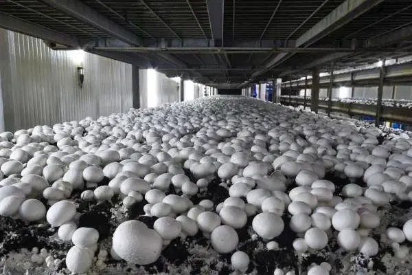 کار ترکیه|فعالیت داوطلبانه|بوکان, |دیوار