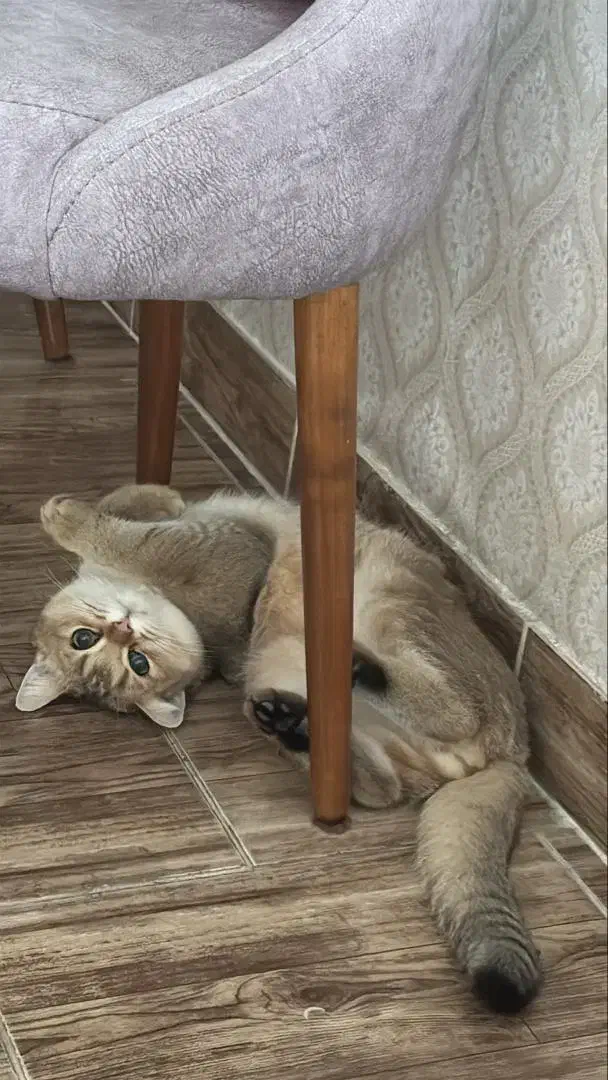 بریتیش گلد نر جفت گیری|گربه|محمدشهر, محمدشهر|دیوار