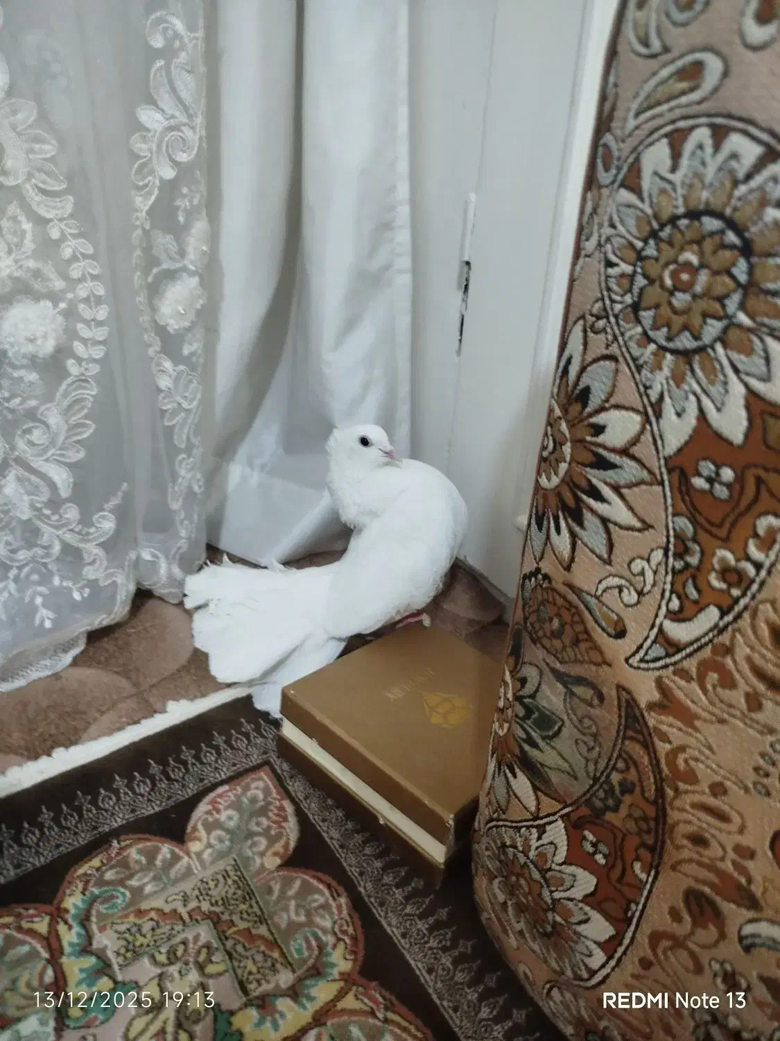 اسباب بازی و معاوضه کفتر|اسباببازی|مشهد, وحید|دیوار