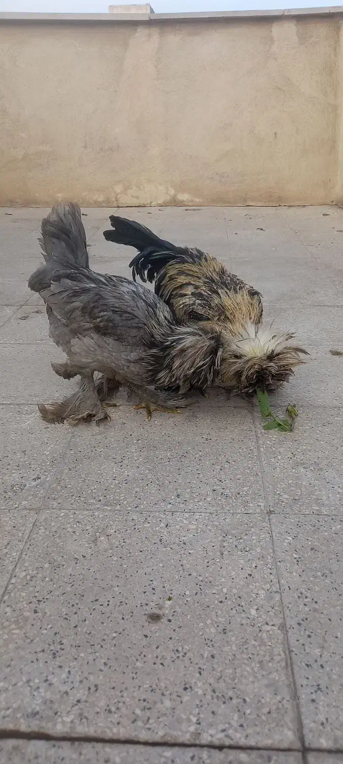 دو تا خروس سلطان ۶ ماهه|حیوانات مزرعه|تهران, فلاح|دیوار