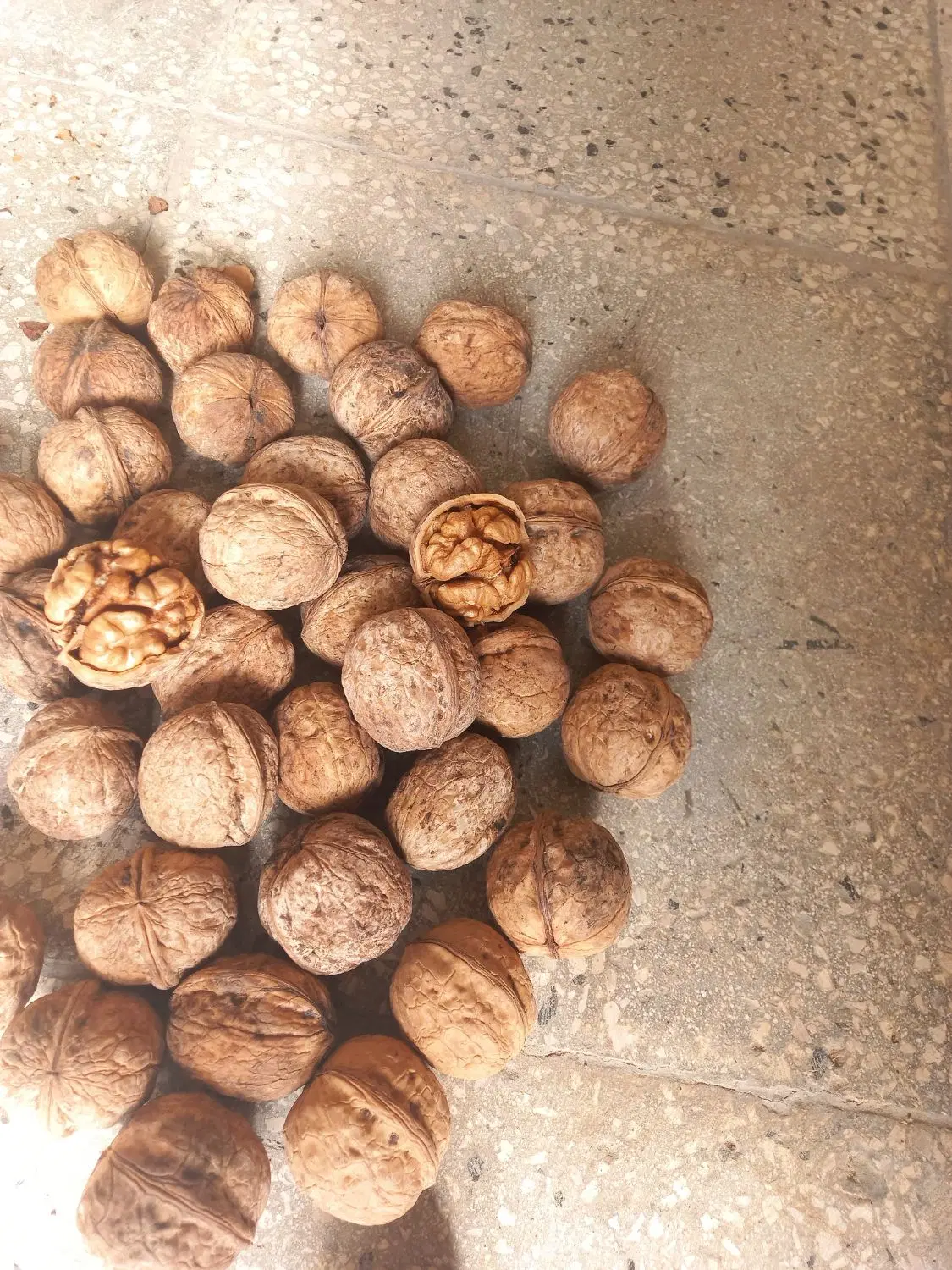 گردو|خوردنی و آشامیدنی|شیروان (خراسان), |دیوار