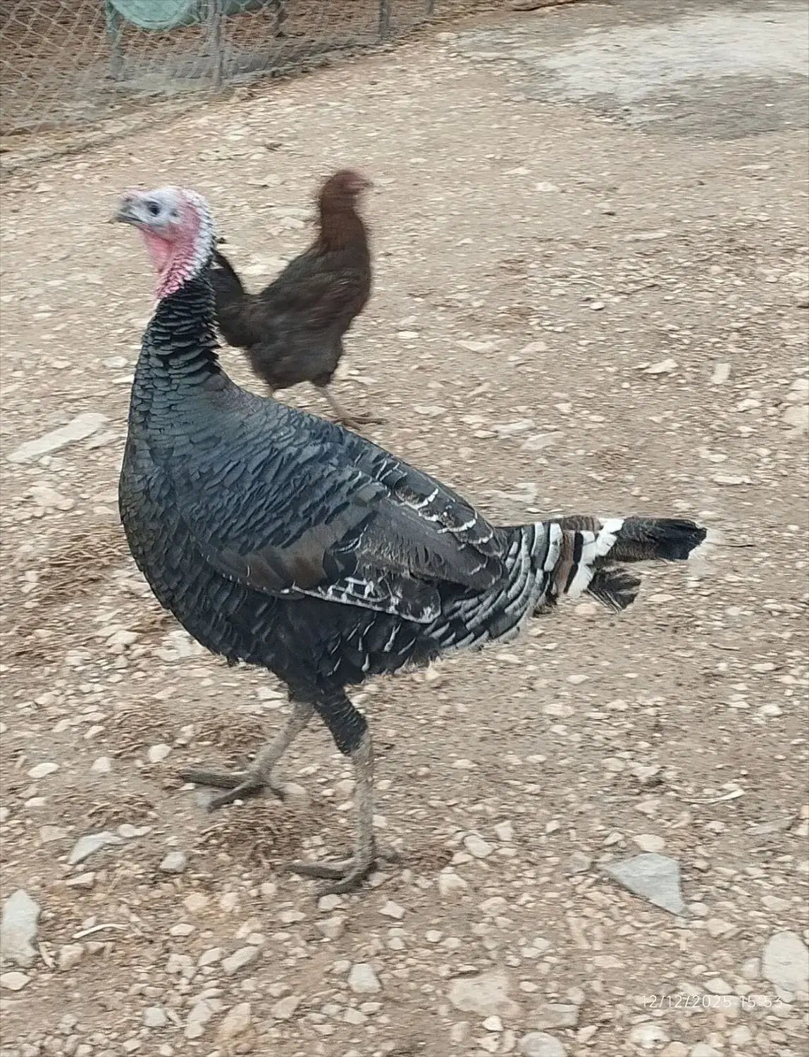 بوقلمون نر کردی درشت|حیوانات مزرعه|ماهیدشت, |دیوار