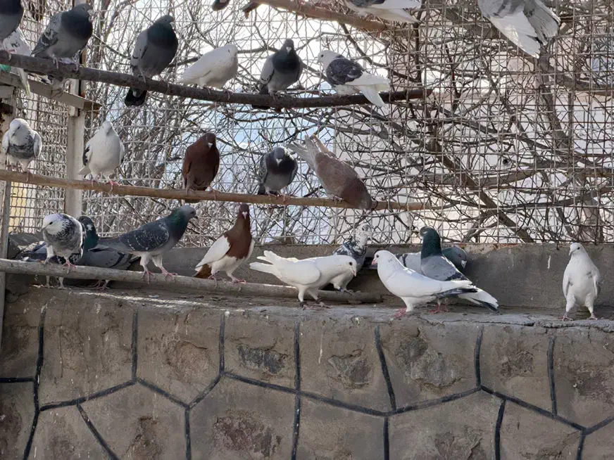 کبوتر پلاکی|پرنده|تهران, بهارستان|دیوار