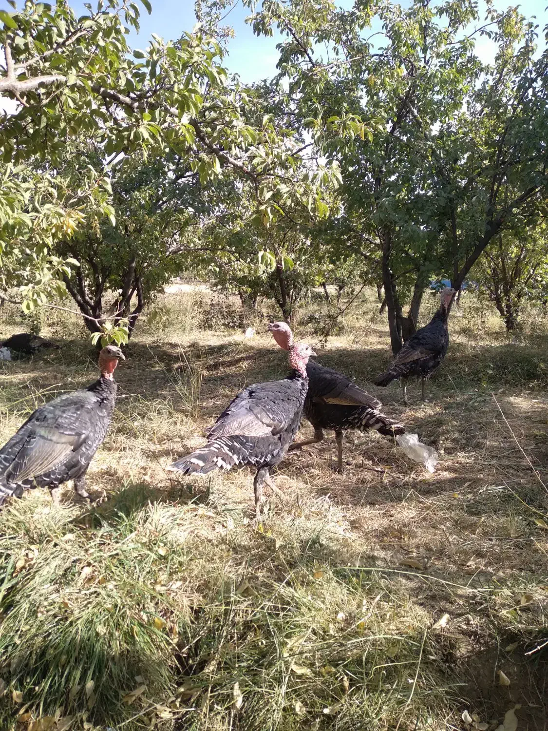 بوقلمون محلی|حیوانات مزرعه|همدان, |دیوار