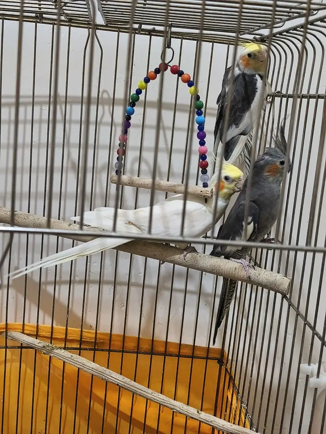 عروس هلندی|پرنده|خلخال, |دیوار