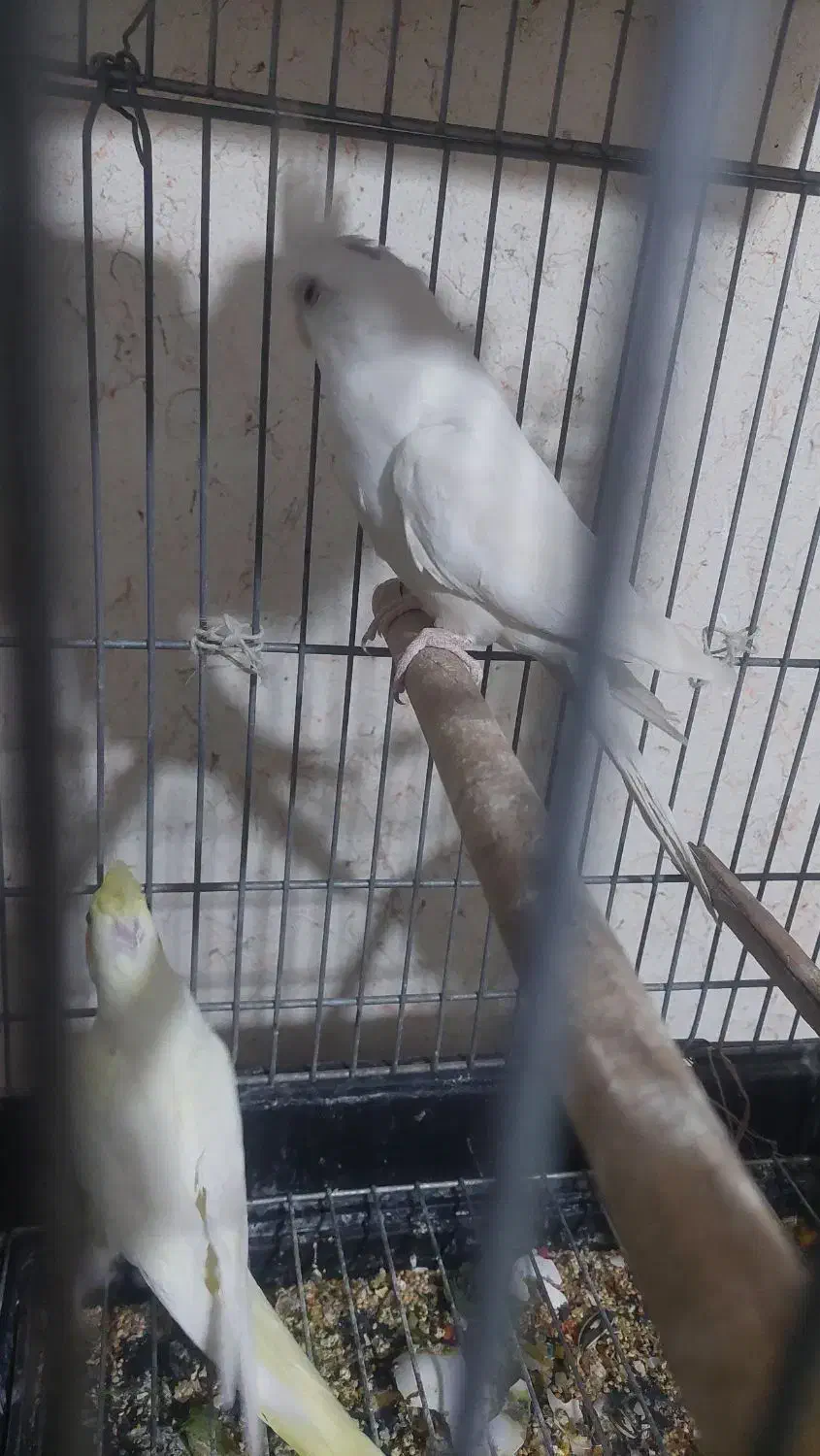 عروس هلندی البینو نر|پرنده|مرودشت, بیست متری بیمارستان|دیوار