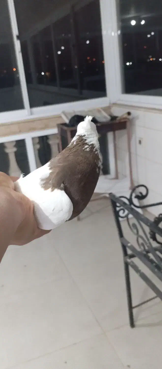 کبوتر|پرنده|بهشهر, |دیوار