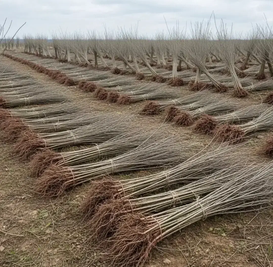 عرضه مستقیم انواع نهال در نهالستان بزرگ سهند|خدمات باغبانی و درختکاری|لردگان, |دیوار