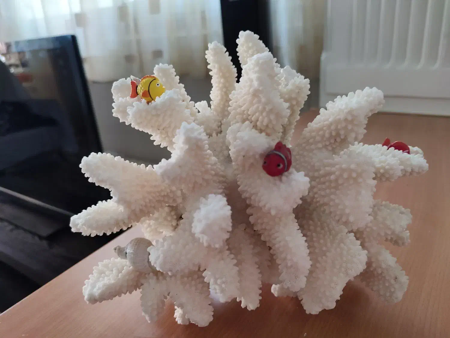 مرجان شاخ گوزنی طبیعی اصل|ماهی|تهران, وحیدیه|دیوار