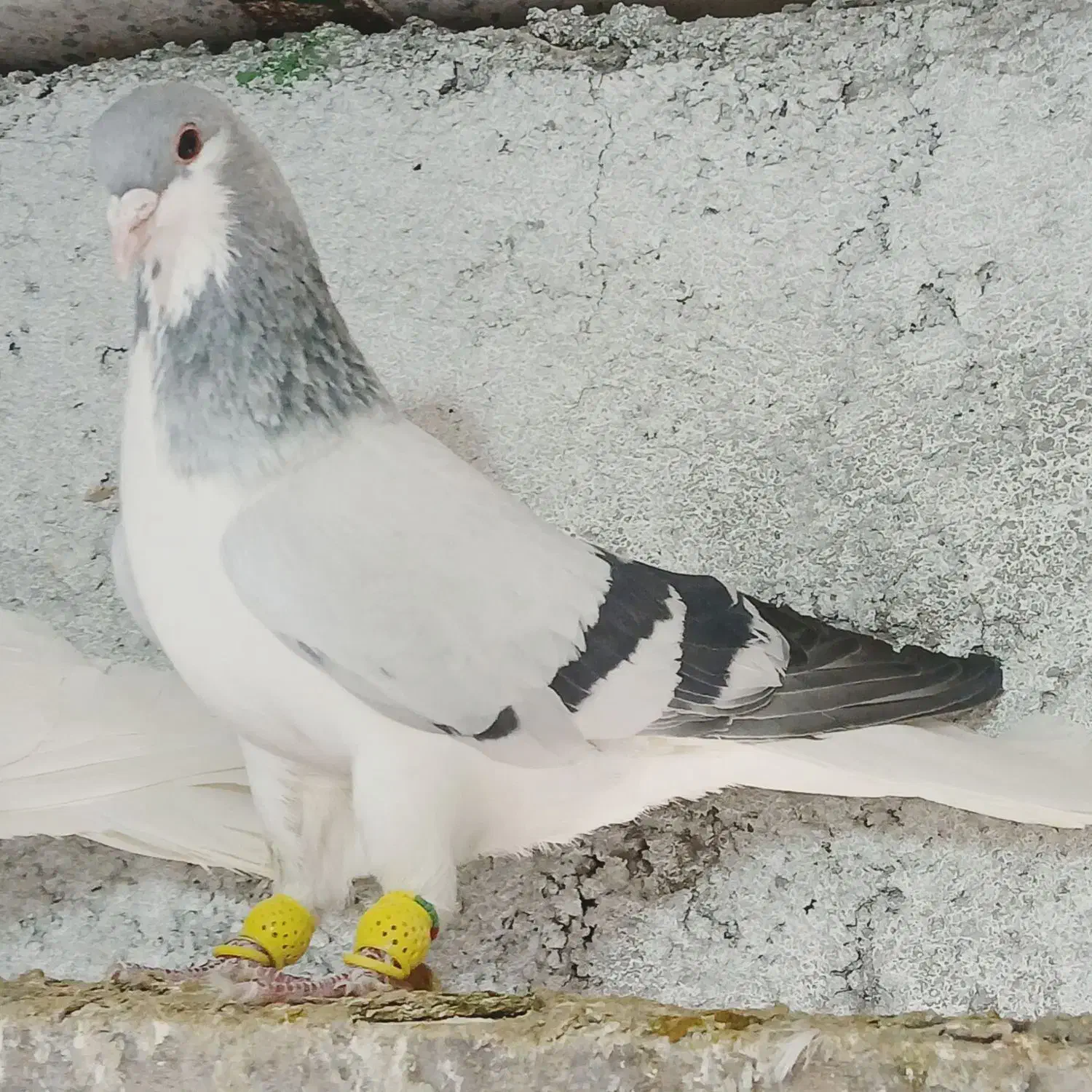 کبوتررنگی پرنده|پرنده|بوئین زهرا, |دیوار