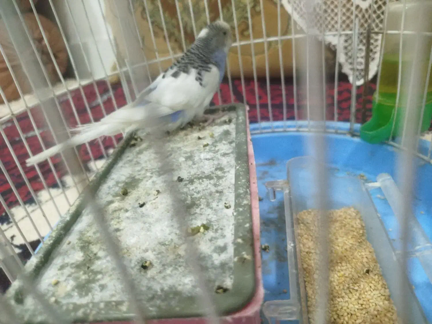 مرغ عشق|پرنده|قائن, |دیوار