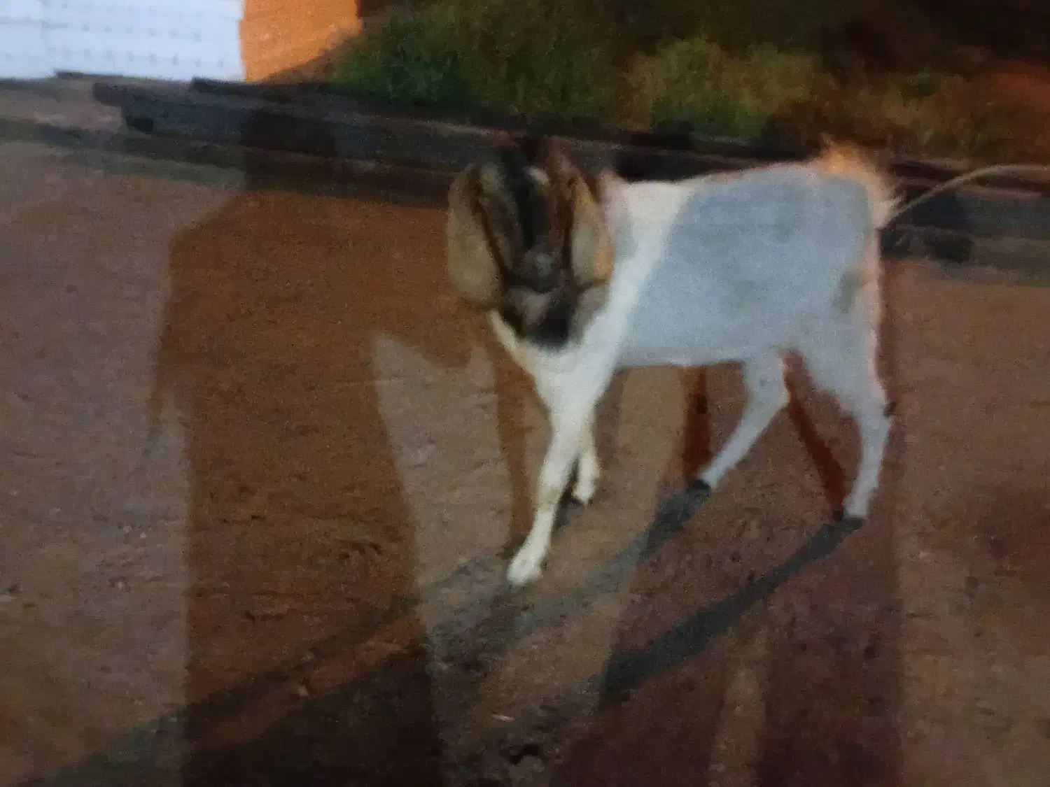 بز و نری|حیوانات مزرعه|گنبکی, |دیوار