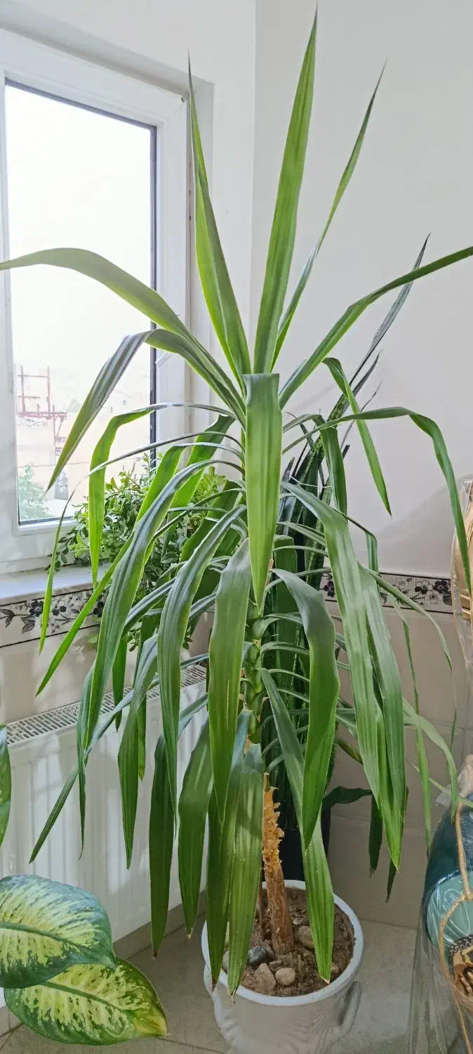 گل یوکا|گل و گیاه طبیعی|بیجار, |دیوار