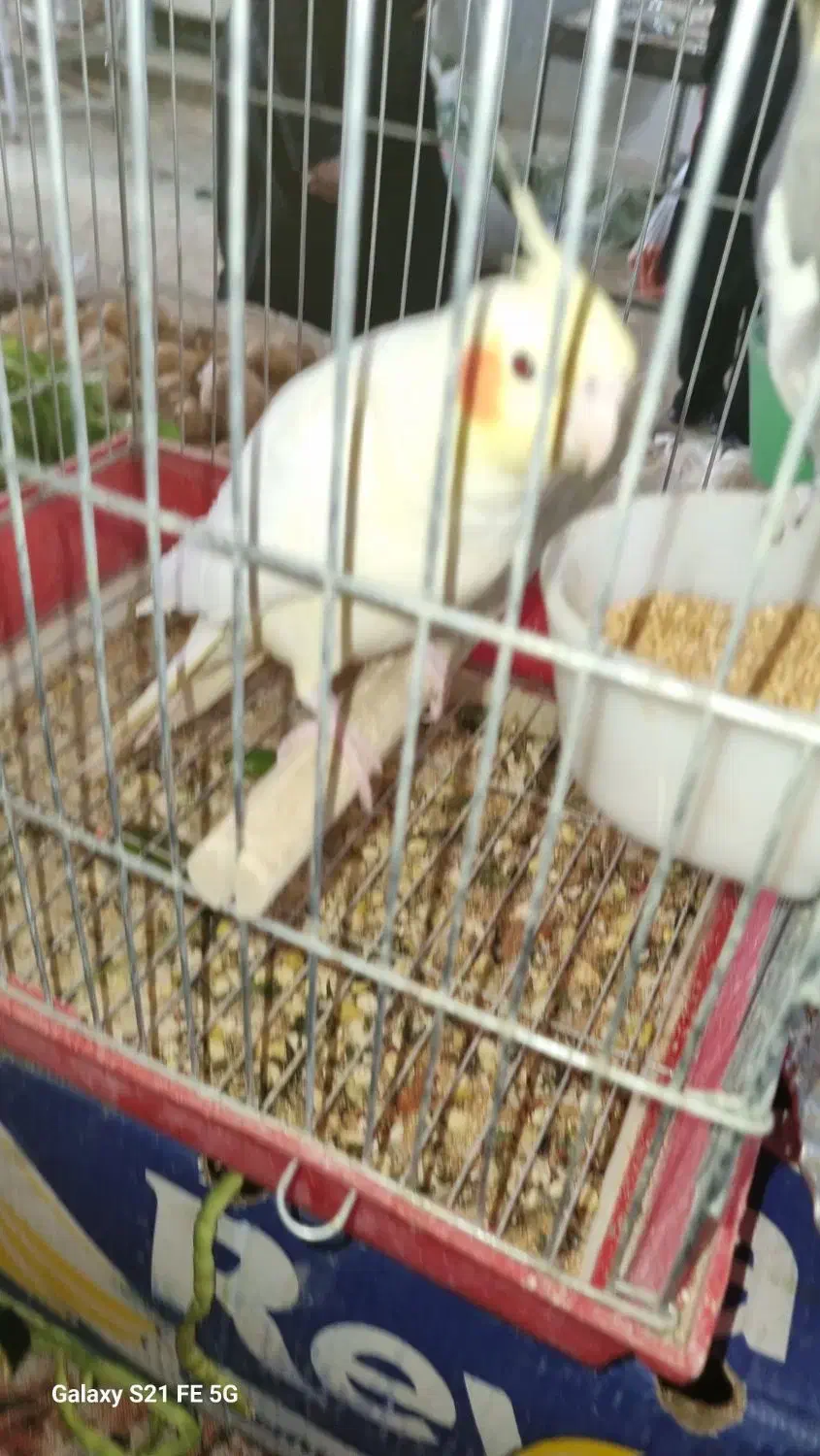 طوطی عروس نر ماده  مولد فروشی ماده لوتینو دستی|پرنده|بهبهان, |دیوار