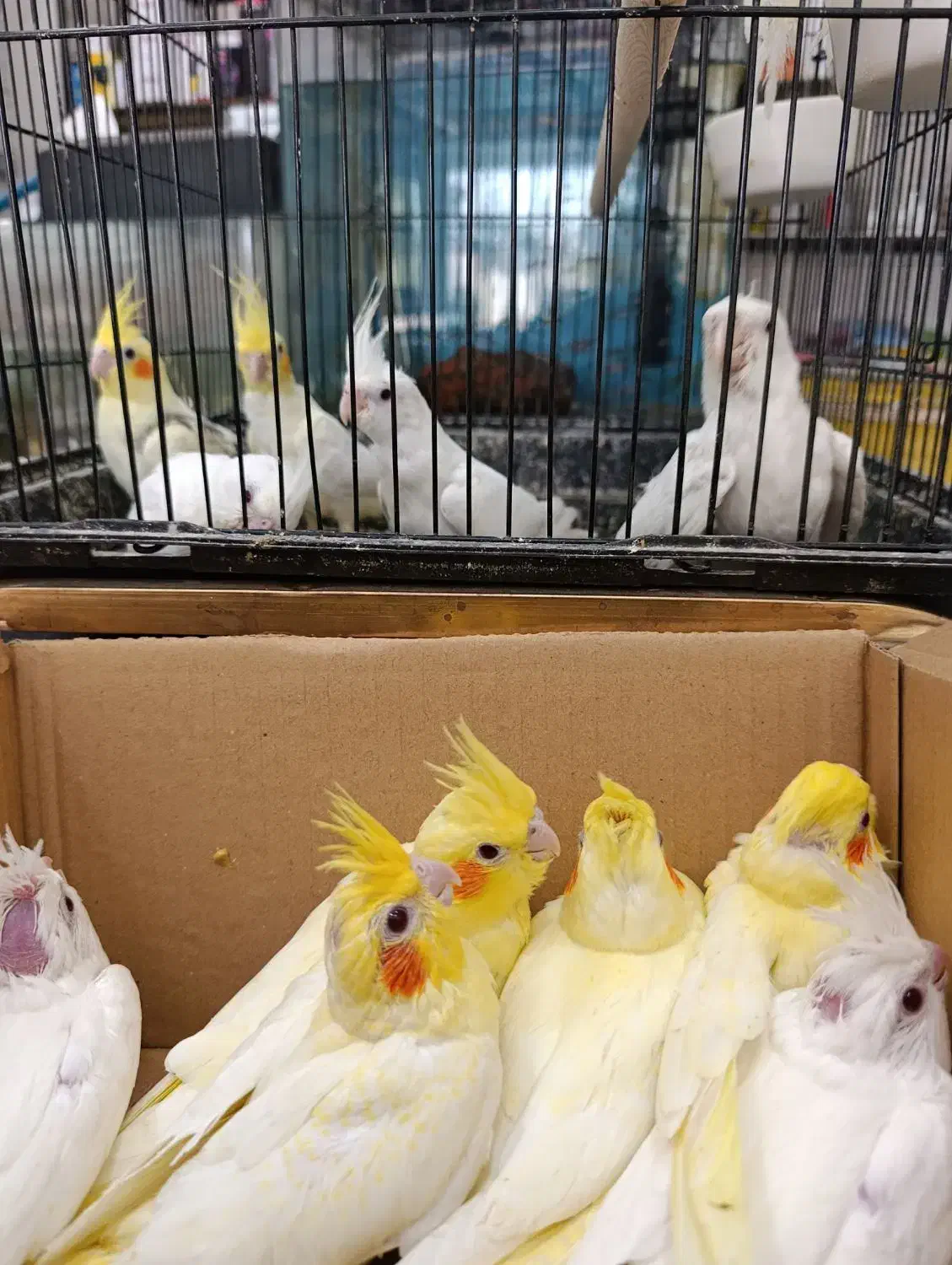 جوجه عروس لوتینو و آلبینو سرلاکی کیفیت بالاودونخور|پرنده|خورموج, |دیوار